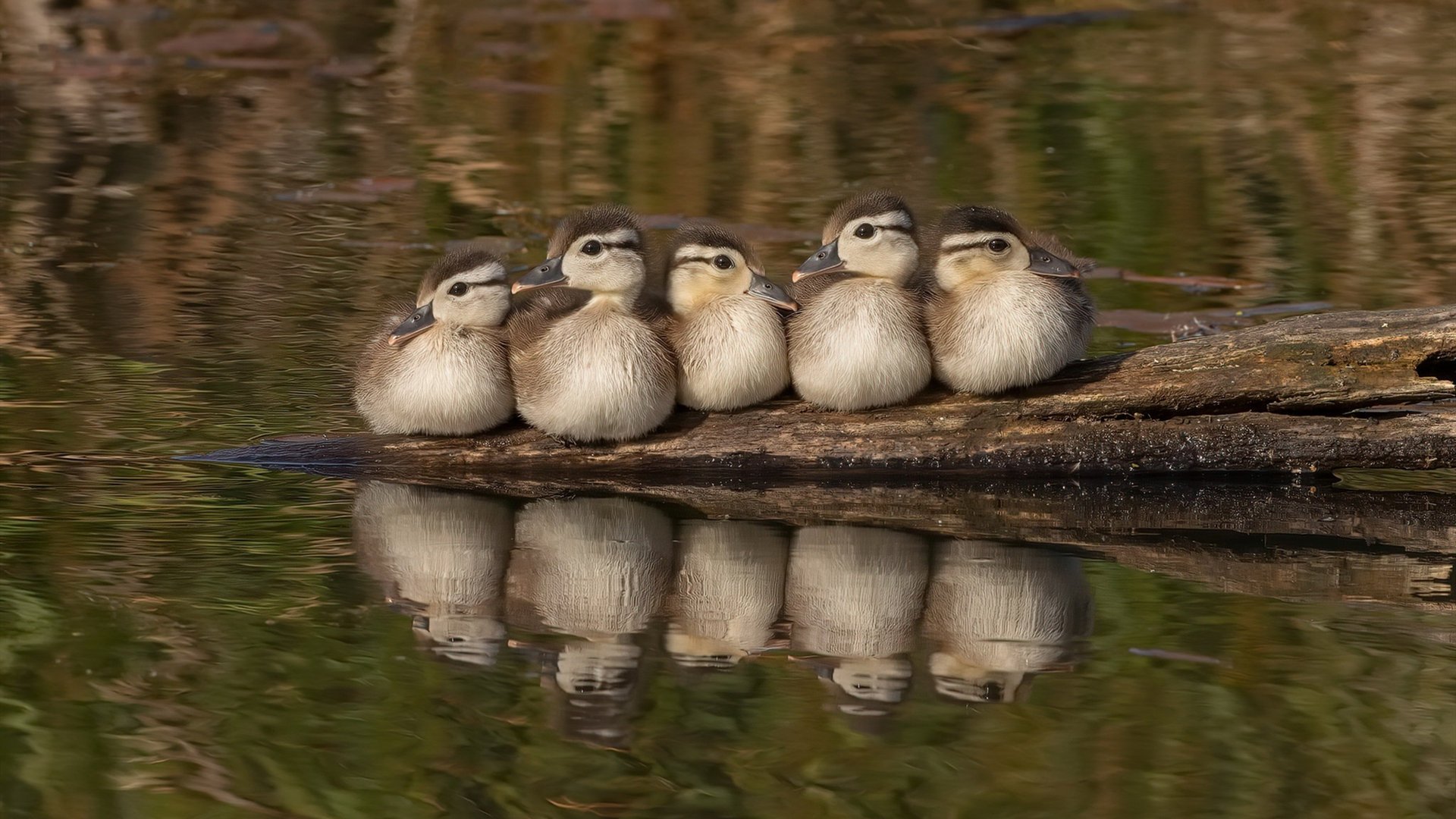 天使左翼陨落,凡人独臂擎天,马丁内利以血肉之躯扛着拉齐奥碾过拜仁战车