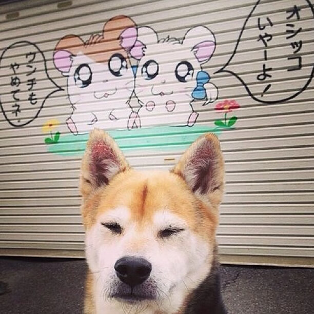 篮球的双重奏，莫兰特爆发的野性美学与北京队掌控节奏的东方智慧