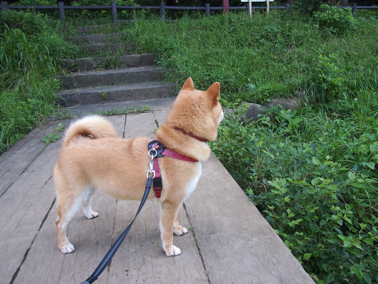 绞杀战中的破茧者，佩德里一射定乾坤，破解多特蒙德希腊迷宫