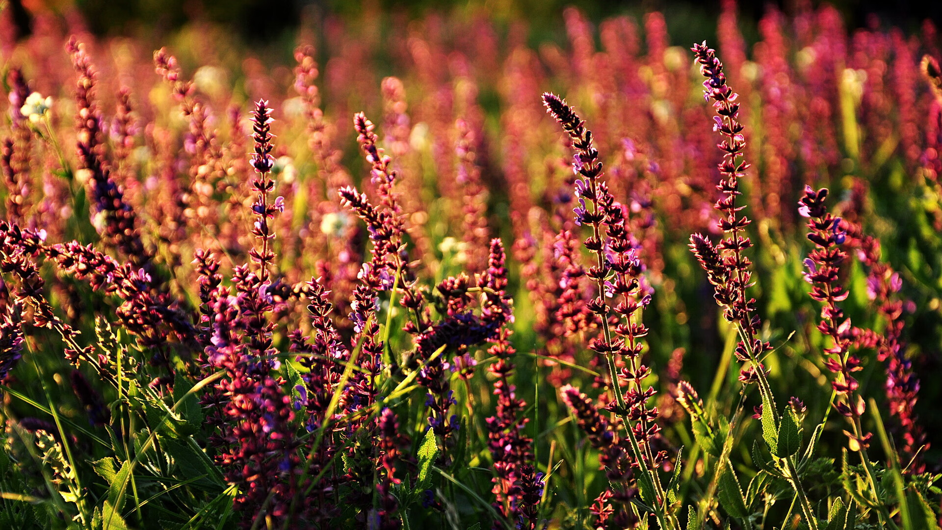 钢铁丛林与艺术之矛，当突尼斯的封锁遇上蒂亚戈的接管