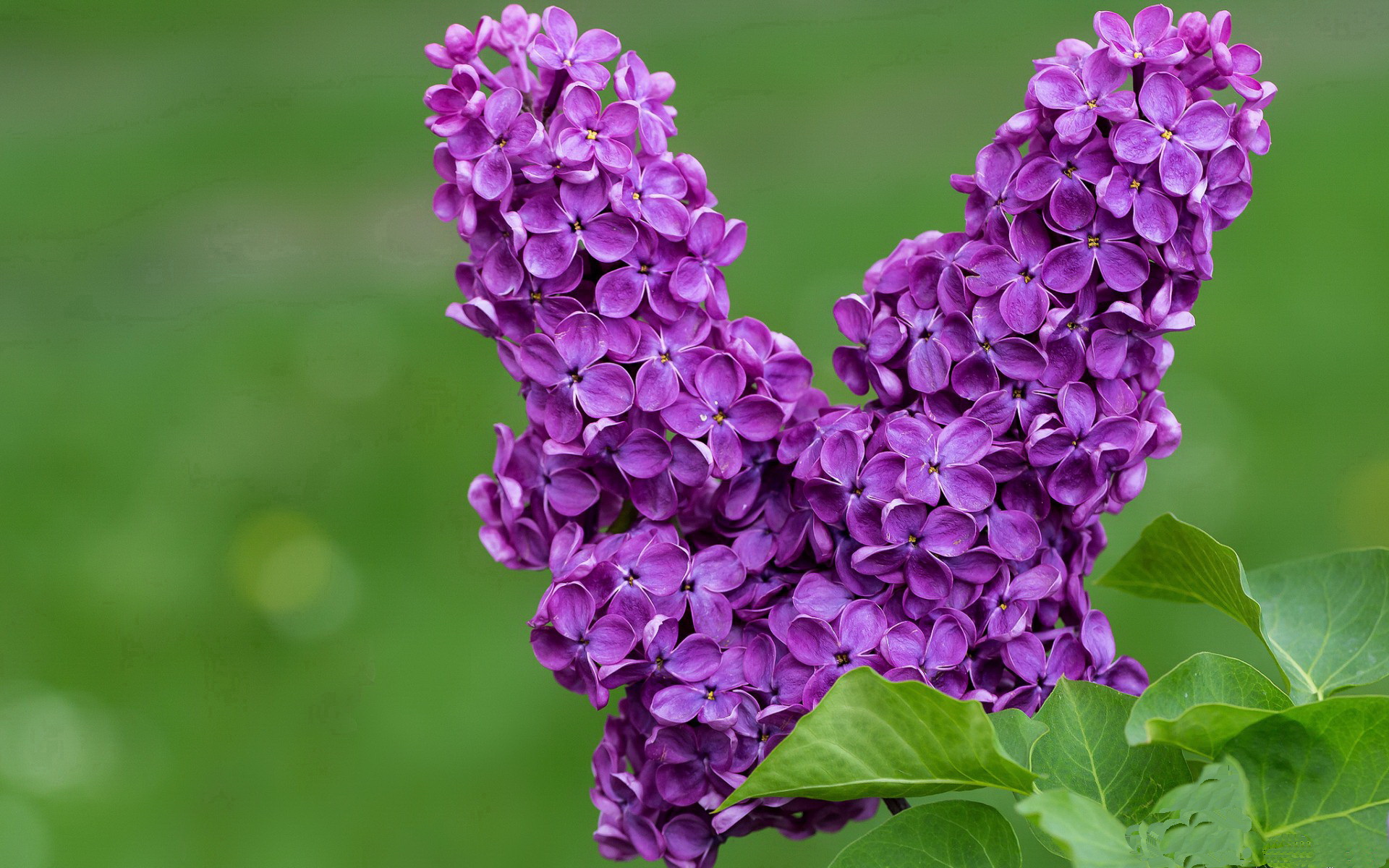 跨界篮球盛宴，尼克斯vs辽宁队梦幻对决，库里超神表现赛后评分拉满引全球热议