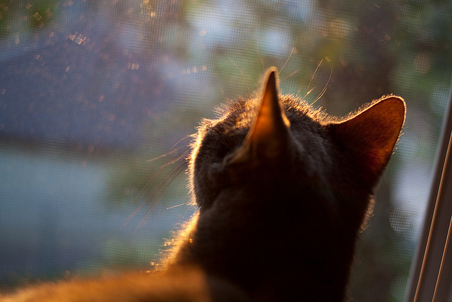 唯一先生·唯一时刻，布雷默爆发破坚冰，洪都拉斯闪电终结喀麦隆晋级梦