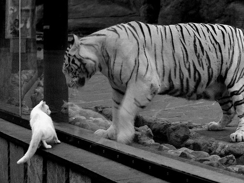 当哥斯达黎加的群山击溃毕尔巴鄂的钢铁森林，弗拉霍维奇，或一切关键先生的寓言