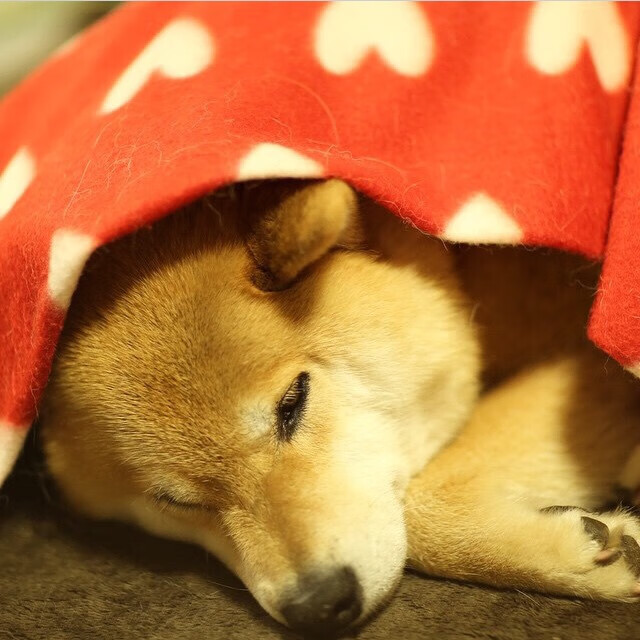 非洲之力奏响绿茵双重奏,加纳旋风席卷德甲争冠战与那不勒斯终结战