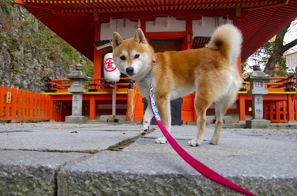 速度与掌控，勇士闪电战尼克斯，福克斯欧冠半决赛独舞的跨界启示