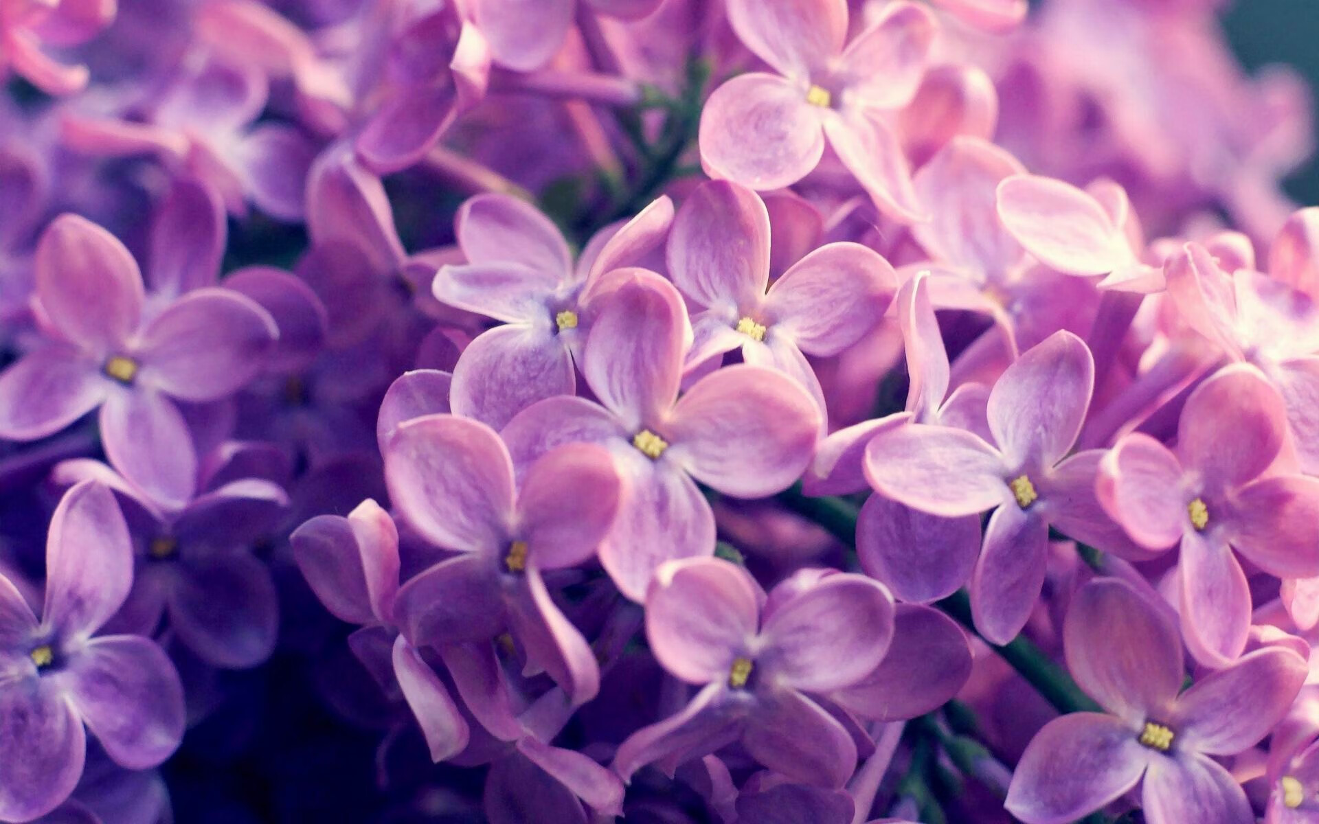 开云体育在线-引擎轰鸣的夜晚，他化身赛场上的异形赛车—班凯罗用全面爆炸的数据为篮球写下狂想曲